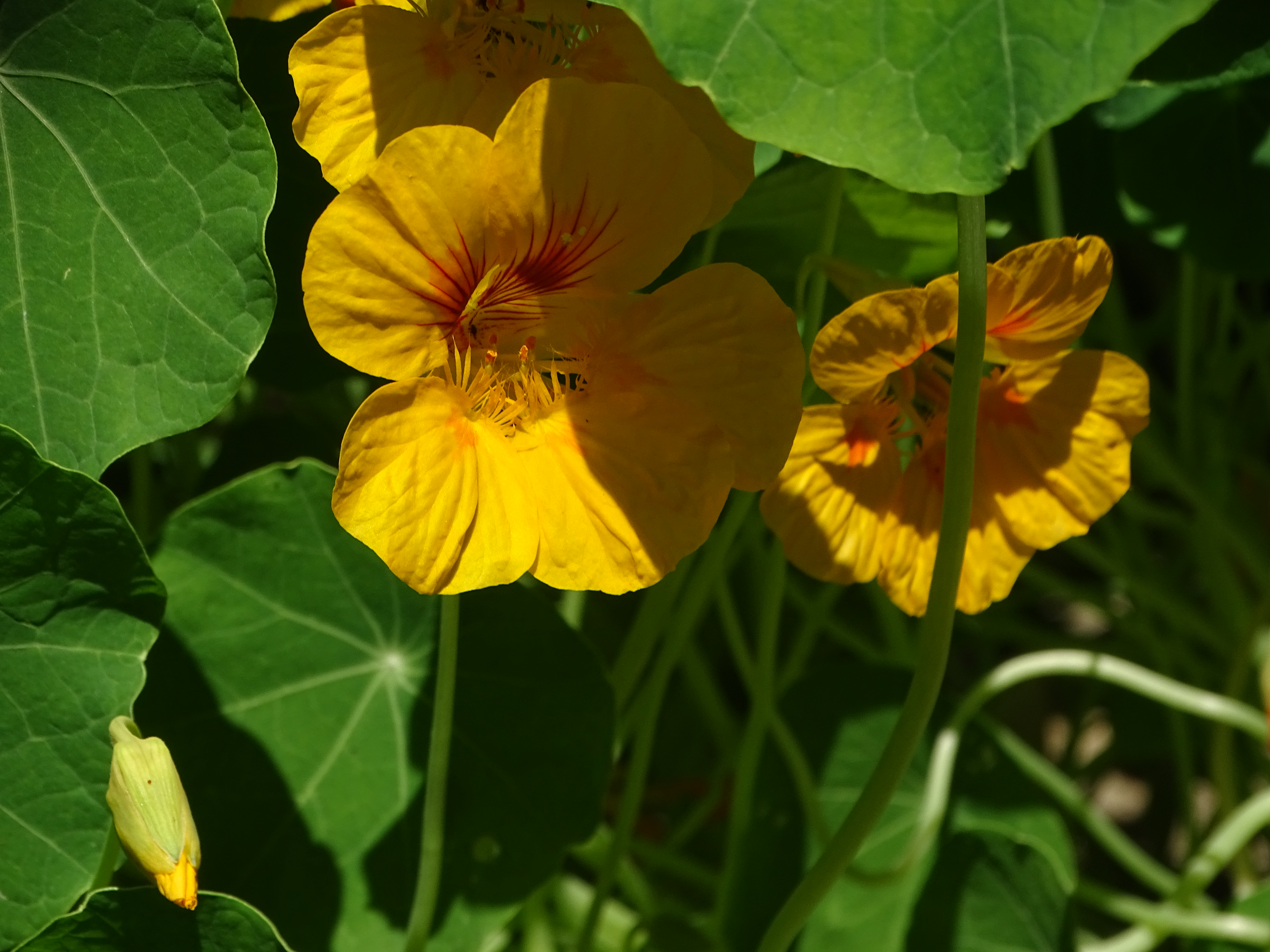Fleur de capucine, jardin de ville, juin 2026